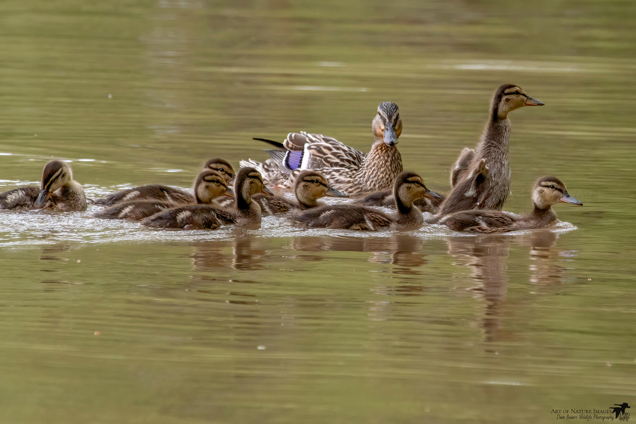 michigan-wetlands.jpg